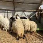 نعيم ثنوات ونجدي ( تم البيع )