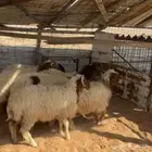خرفان ورخال ( تم البيع )