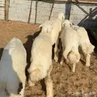 خرفان حري جبر ( تم البيع )