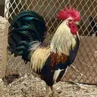 دجاج فري فاخر