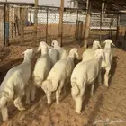 خرفان ورخال حري ( تم البيع )