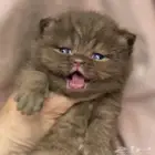 سكوتش تشوكليت بيور