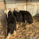 نجد جذعه ورباعيات ( تم البيع )