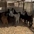 تيوس وجفار( تم البيع )
