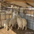 خرفان حري ( تم البيع )