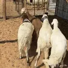 خرفان سواكن جذعان
