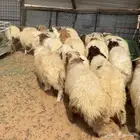 خرفان نعيم
