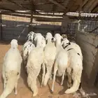 خرفان سواكن مرابي ( تم البيع )
