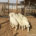 خرفان حري ( تم البيع )