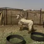 تيس فحل
