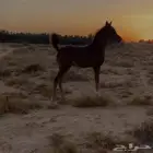 مطلوب اسطبل ايجار