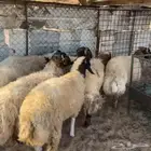 خرفان ورخل نعيم ( تم البيع )