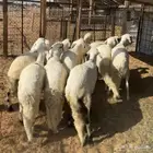 خرفان سواكن جذعان ( تم البيع )