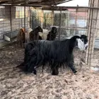 تيس فحل ( تم البيع )