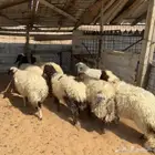 رخال نعيم