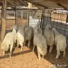 خرفان حري ( تم البيع )