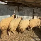 نعيم جذعات وثنيه ورباع ( تم البيع )