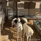 خرفان برابر