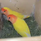 زوج روز بإنتاجه