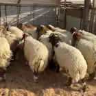 خرفان ورخال نعيم ( تم البيع )