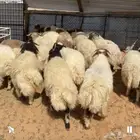خرفان نعيم ( تم البيع )