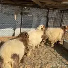 خرفان نعيم بلدي