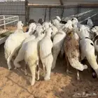 خرفان سواكن جذعان ثنيان ( تم البيع )