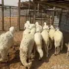 خرفان سواكن مرابي