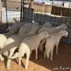 خرفان حري ( تم البيع )