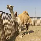 بكرة شقحاء كفو