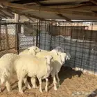 جذعات حريات مقاني