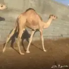 بكرتين مغلقه شحم