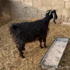 معزا حليب