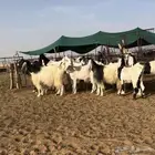 ماعز ربد مصريات اشباب