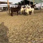 تم البيع. ماعز مصريات اصل