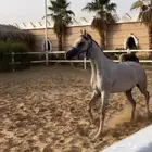 فرس شعبيه فاخر.