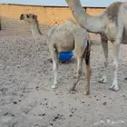 عشرا حمراء حدرها بكره كفو
