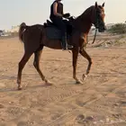 خيل واهو حفيد غزال ومروان الشقب وماجنوم سايك وديسيرادو
