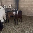 للبيع كل ما تحتاج ثلاجة بيتك تيوس جنوبيه