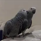 متجر ببغائي