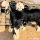 رخل وطلي نجد خصم منوة القناي
