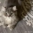 قط شيرازي للتبني