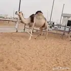 القحه شقحاء على جميع الشروط