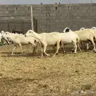 ضان رفيديات خصم دفيع ومواليد مراح ثنية وجدعة ورباع