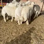ضحايا ذبايح راجع إعلاني السابق