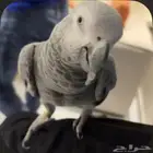 كاسكو مفقود حي الروضة