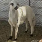 خروف ورخل فل