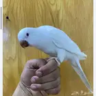 ذكر كويكر البينو عيون حمر. اليف ومتكلم