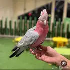 طيور ابحث عند كوكاتو فرخ للبيع