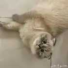 ذكر سكوتش للتزاوج